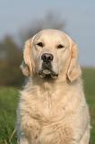 GOLDEN RETRIEVER 1045